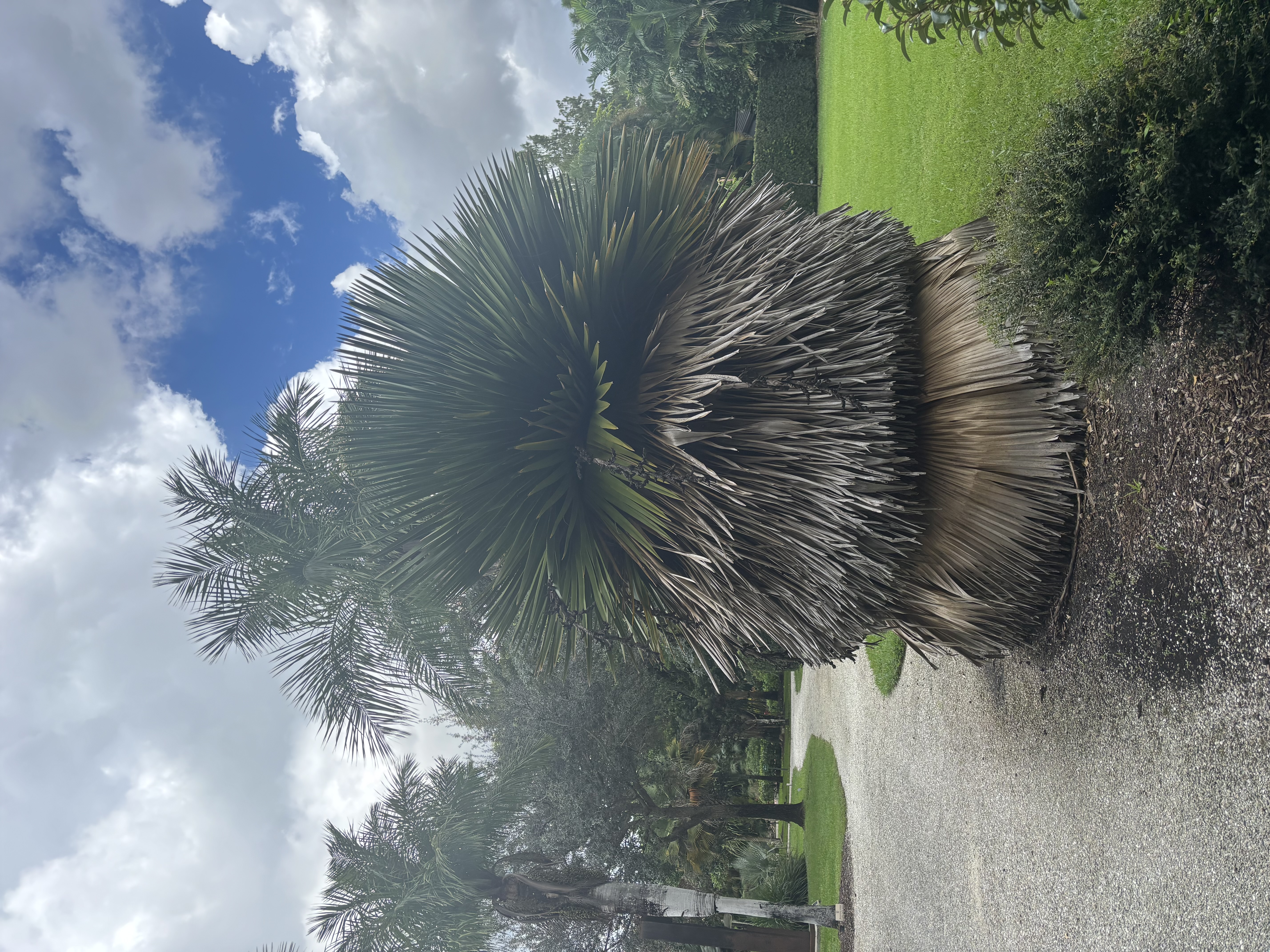 Copernicia macroglossa